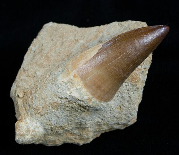 Mosasaurus Tooth